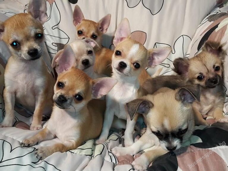 anfaris king 4 2 768x576