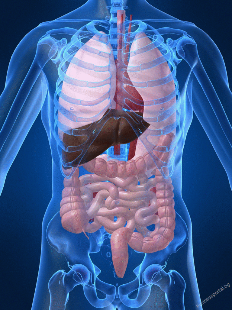 internal organs 2 768x1026
